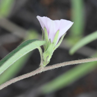 ipomoea_eriocarpa4md