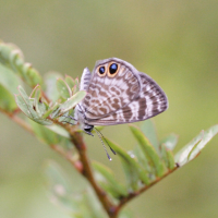 leptotes_cassius_cassioides2md