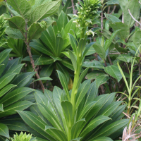 lobelia_stricta4md