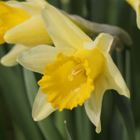 narcissus_pseudonarcissus4bd