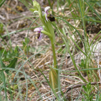 Ophrys fuciflora (Ophrys bourdon, Ophrys frelon)