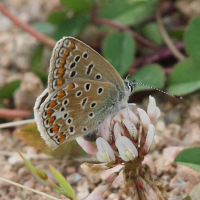 Plebejus argyrognomon (Azuré des coronilles)