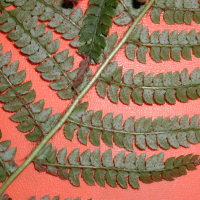 polystichum_aculeatum3md