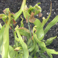 sarracenia_rubra_alabamensis2bd (Sarracenia rubra ssp. alabamensis)