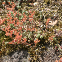 sedum_anglicum2md