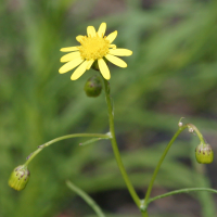 senecio_inaequidens2abd