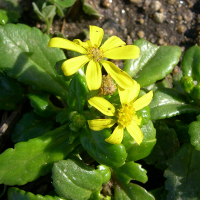 senecio_leucanthemifolius2md