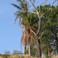 Acrocomia aculeata (Palmiste espineux)