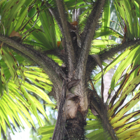 Aiphanes minima (Palmier de Macao, Chou piquant)
