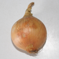 Allium cepa (Oignon, Échalote)