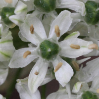 allium_nigrum4md (Allium nigrum)