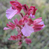 anacamptis_papilionacea6md (Anacamptis papilionacea)