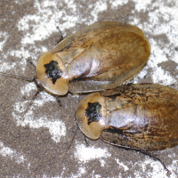 archimandrita_tessellata2bd (Archimandrita tessellata)