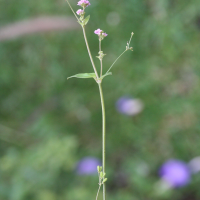 Boerhavia coccinea (Patagon)
