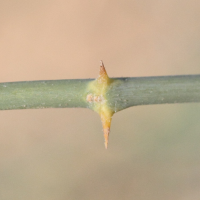 capparis_decidua3md (Capparis decidua)