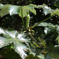 cecropia_schreberiana7md (Cecropia schreberiana)