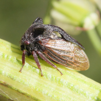 centrotus_cornutus3md (Centrotus cornutus)