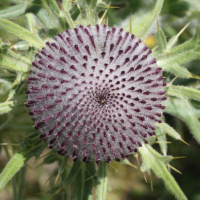 cirsium_eriophorum5md