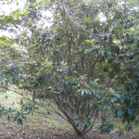 Cossinia pinnata (Bois de Judas)