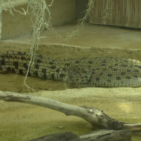 Crocodylus porosus (Crocodile marin)
