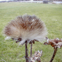 cynara_scolymus4md (Cynara scolymus)