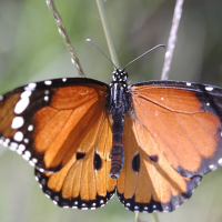 danaus_chrysippus4bd (Danaus chrysippus)