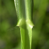 echinochloa_crus-galli3bmd (Echinochloa crus-galli)