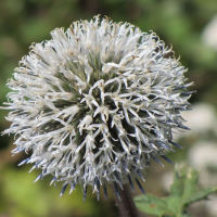 echinops_sphaerocephalus2mv (Echinops sphaerocephalus)