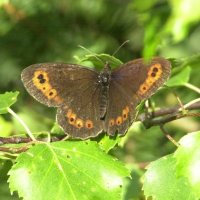 erebia_aethiops3md (Erebia aethiops)