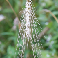 hordeum_vulgare2md