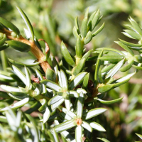 juniperus_sibirica3md