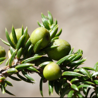 juniperus_sibirica4md