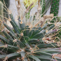 Leuchtenbergia principis (Cactus)