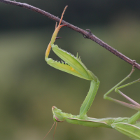 mantis_religiosa2md