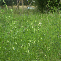 Trigonella alba (Mélilot blanc)