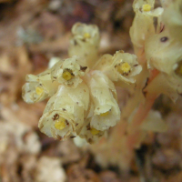 monotropa_hypopitys5md