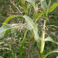 panicum_miliaceum5md