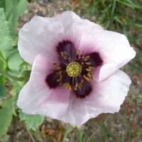 Papaver somniferum (Pavot somnifère)