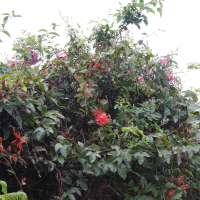 Passiflora vitifolia (Passiflore à feuilles de vigne)