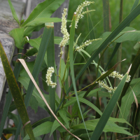 persicaria_glabra2md