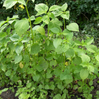 physalis_peruviana1md