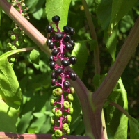 phytolacca_americana4md