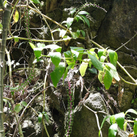 phytolacca_rivinoides1md