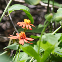 Pseudogynoxys chenopodioides (Séneçon, Mexican flame vine)