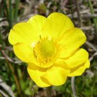 ranunculus_paludosus2md