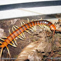 scolopendra_gigantea5ml