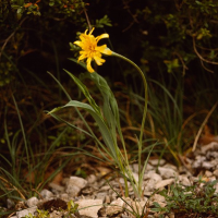 Scorzonera austriaca (Scorsonère d'Autriche)