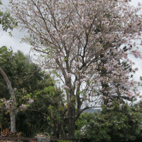 Tabebuia rosea (Poirier des Antilles, Poirier-pays)