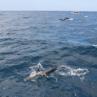 Tursiops aduncus (Grand dauphin de l'Océan Indien)
