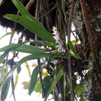 angraecum_striatum2md (Angraecum striatum)